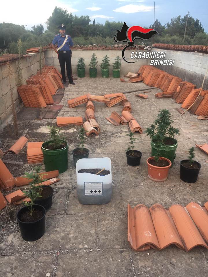 Deteneva 11 piante di marijuana sul terrazzo e 29 grammi della stessa sostanza in garage, arrestato dai carabinieri 50enne di Oria.