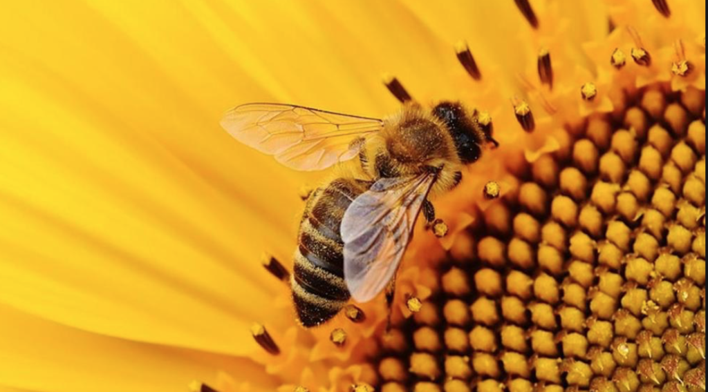 Le api, importanti impollinatori, rischiano l'estinzione a causa di pesticidi e cambiamenti climatici. Le conseguenze sull'umanità sarebbero pesantissime: crisi agricola, economica e sociale pronte ad abbattersi in tutto il mondo.