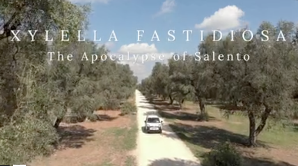 Un corto-documentario sugli effetti della Xylella Fastidiosa in Puglia questo di Paola Ghislieri. Uno sguardo agli effetti devastanti di una malattia mortale sugli storici ulivi della Puglia.