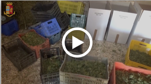 Circa 900 chili di marijuana sono stati trovati e sequestrati a Ruvo di Puglia dagli uomini della Squadra mobile di Bari. Se immessa nel mercato, avrebbe fruttato quasi un milione di euro.